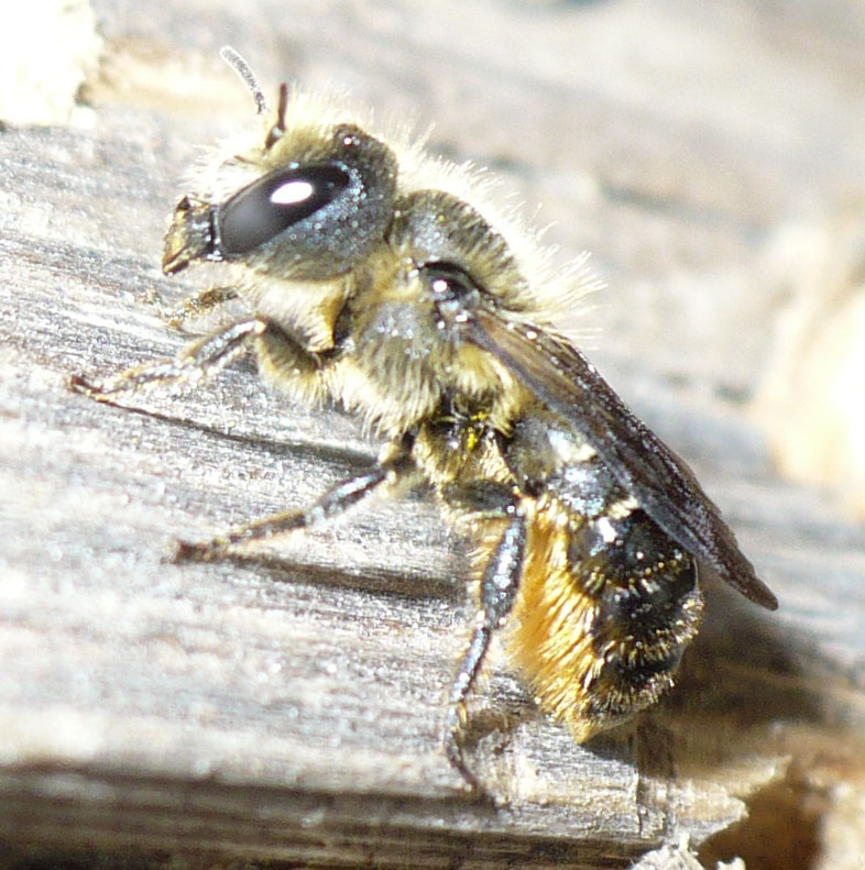 Nidi di Osmia sp. nel legno